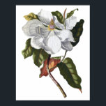Botanical PREMIUM QUALITY print of magnolia<br><div class="desc">This beautiful unique illustration was manually digitally restored and it represents the finest quality - now available for your home decoration. Its premium quality illustration allows to print it in large size.</div>