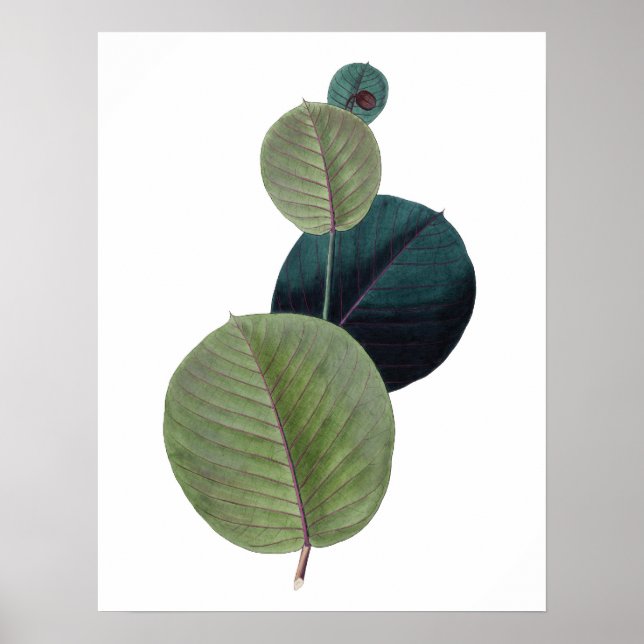 Botanical PREMIUM QUALITY print of manihot leaves (Front)