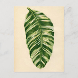 Botanical Print - Banana (musa vittata) Postcard