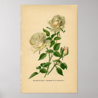 Botanical Print - Bourbon Rose
