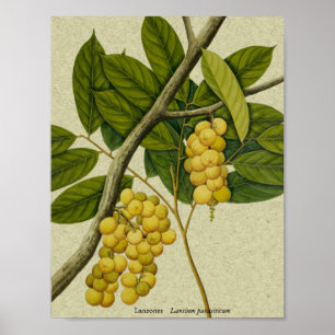 Botanical print Lanzones