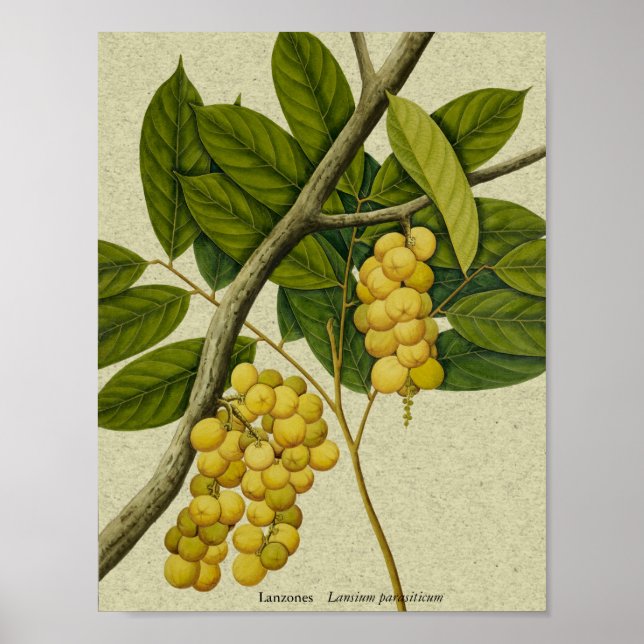 Botanical print Lanzones (Front)