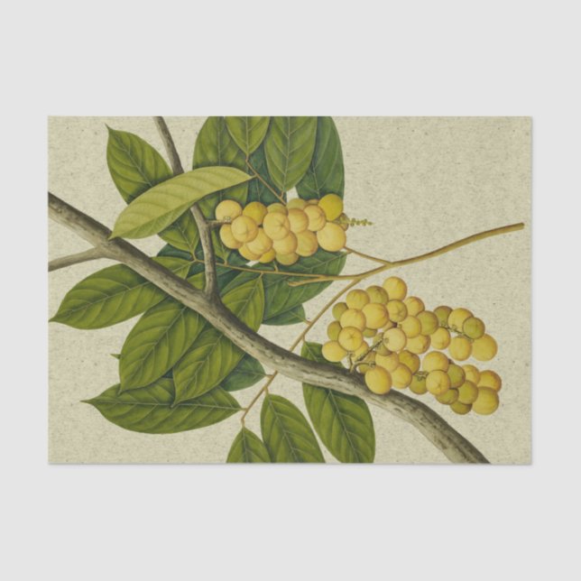 Botanical print Lanzones Tissue Paper (Front)