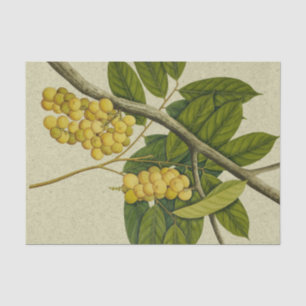 Botanical print Lanzones Tissue Paper