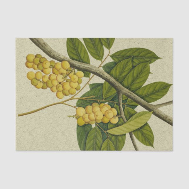 Botanical print Lanzones Tissue Paper (Front)