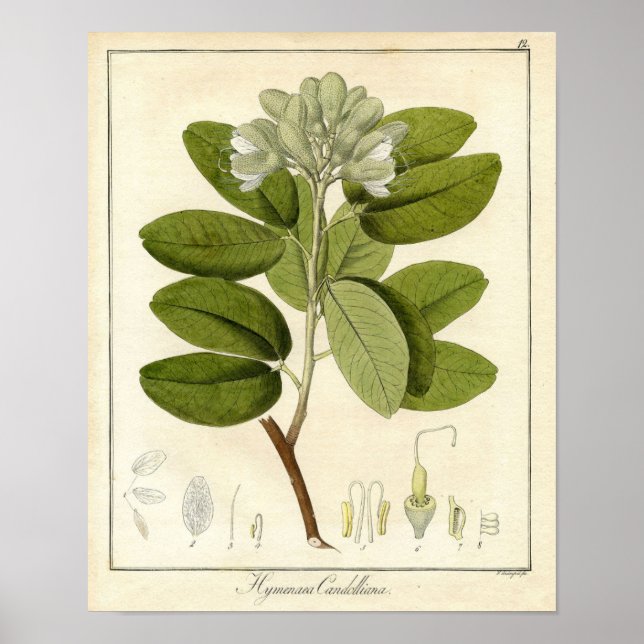 Botanical Print - Legume hymenaea candolliana (Front)