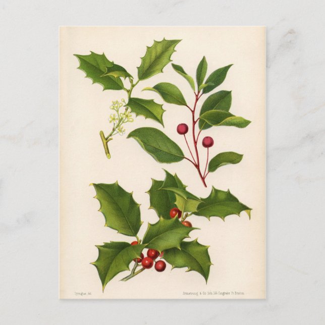 Botanical Print - Mountain & American Holly Postcard (Front)