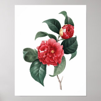 Botanical print of CAMELIA original by Redoute
