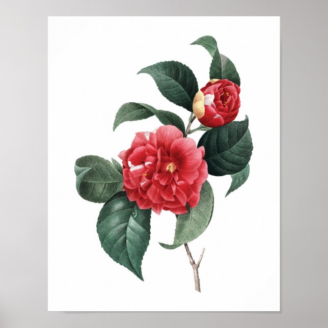 Botanical print of CAMELIA original by Redoute (Front)