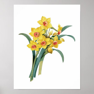 Botanical print of DAFFODILS original by Redoute