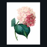 Botanical print of HYDRANGEA original by Redoute<br><div class="desc">This beautiful unique illustration was manually digitally restored and it represents the finest quality - now available for your home decoration. Originally made by the "The Raphael of flowers", Belgian painter and botanist, who worked for both Queen Marie Antoinette and Empress Joséphine, the wife of Napoleon Bonaparte.</div>
