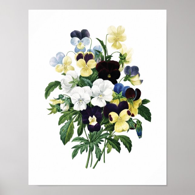 Botanical print of PANSIES original by Redoute (Front)