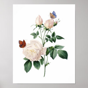 Botanical print of ROSES original by Redoute