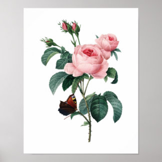 Botanical print of ROSES original by Redoute