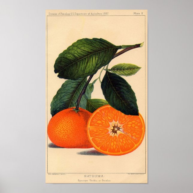 Botanical Print - Satsuma (Front)