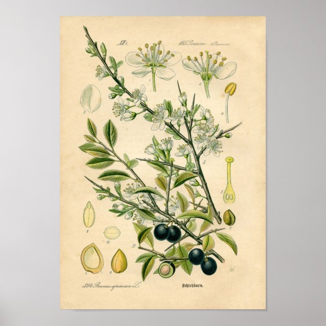 Botanical Print - Sloe (Prunus spinosa) (Front)