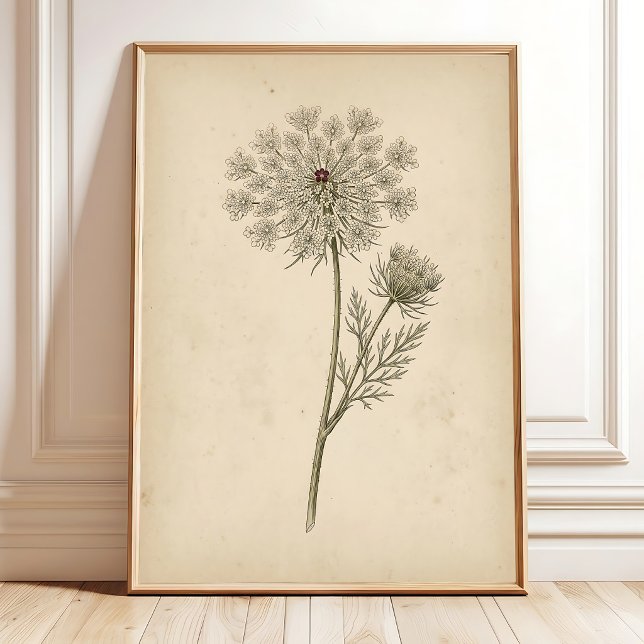Botanical Queen Anne's Lace Print Art (Creator Uploaded)