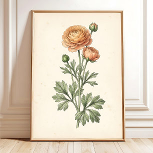 Botanical Ranunculus Gallery Art Print