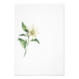 Botanical Red Pepper Watercolor Art Print-Stage1 Photo Print
