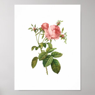 Botanical Rosa Centifolia Goliacea Redoute Poster