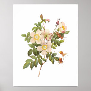 Botanical Rosa Clinophylla Redoute Poster