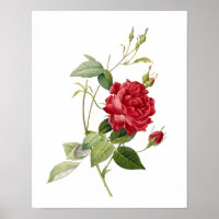 Botanical Rosa indica Cruenta Redoute