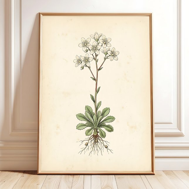 Botanical Saxifrage Art Gallery Wall Print (Creator Uploaded)
