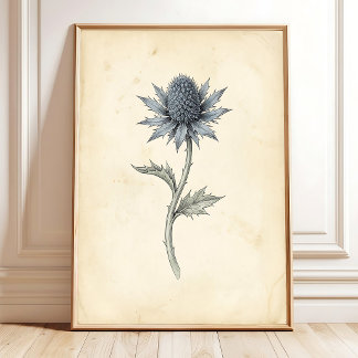 Botanical Sea Holly Vintage Wall Art