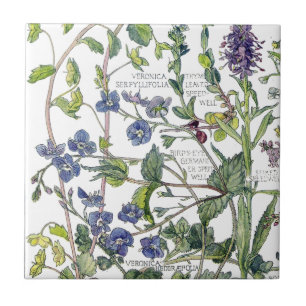Botanical Speedwell Wildflower Flowers Tile
