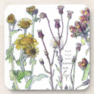Botanical Spikenard Wildflower Flowers Coaster