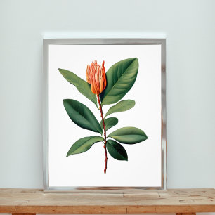 Botanical Study of an Orange Flower Photo Print