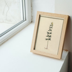 Botanical Study Poster