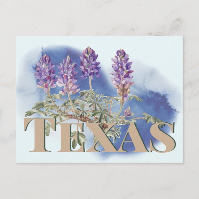 Botanical Texas Bluebonnet 2  Postcard (Front)