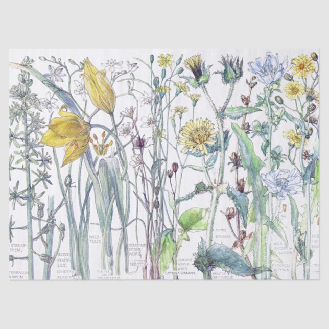 Botanical Tulip Flower Wildflowers Tissue Paper (Front)