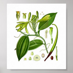 Botanical Vanilla Poster