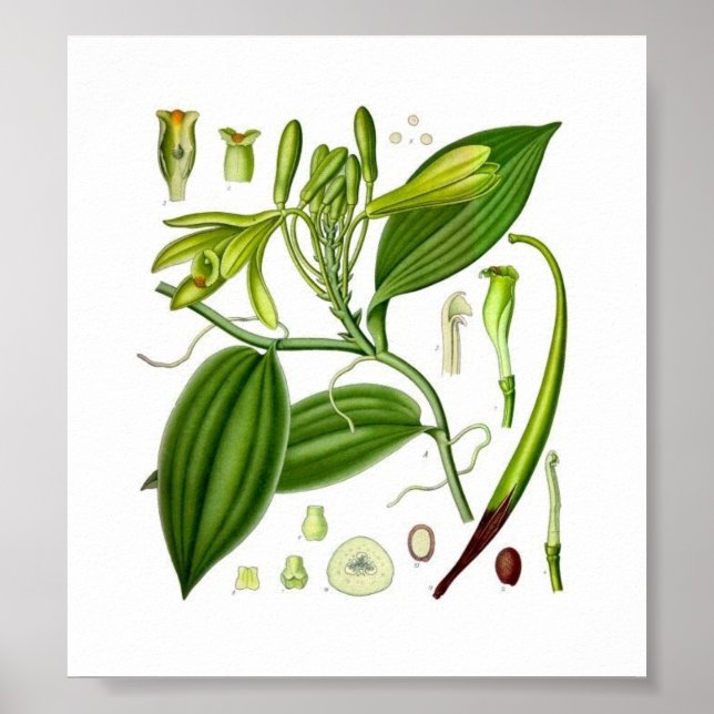 Botanical Vanilla Poster (Front)