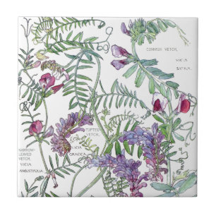 Botanical Vetch Wildflower Flowers Tile