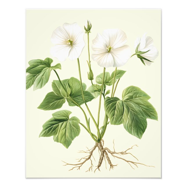 Botanical Vintage Floral Marsh-Mallow Poster (Front)