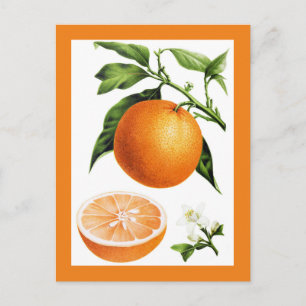 Botanical Vintage Illustration of Orange Fruit  Postcard