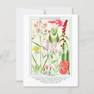 Botanical Vintage Rocky Mountain Wildflowers Postcard