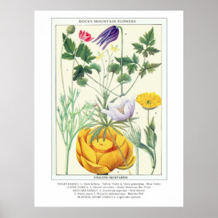 Botanical Vintage Rocky Mountain Wildflowers Poster