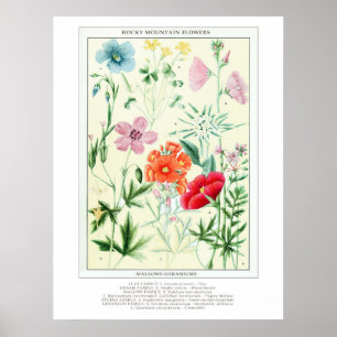 Botanical Vintage Rocky Mountain Wildflowers Poster