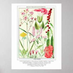 Botanical Vintage Rocky Mountain Wildflowers Poster