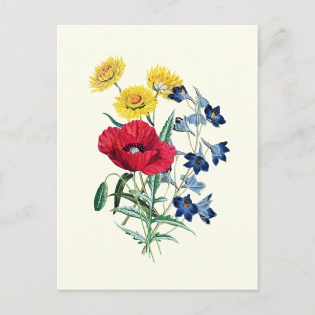 Botanical Vintage Wildflowers: Poppy, Daisy Postcard (Front)