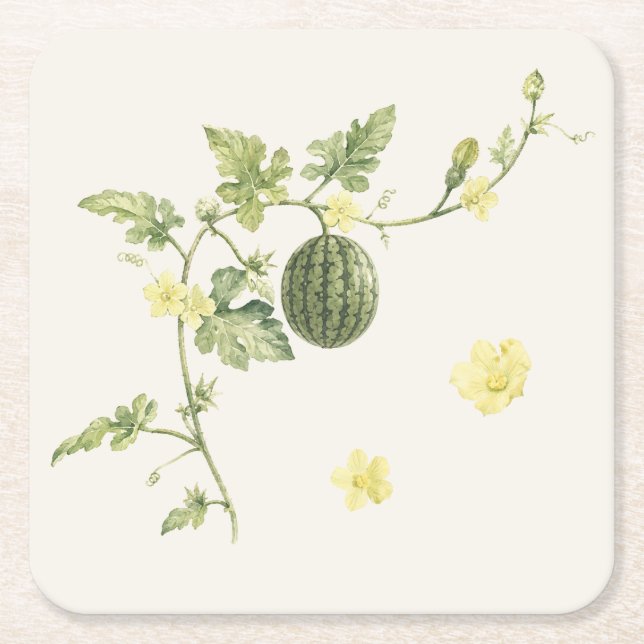 Botanical Watermelon Vine Paper Coaster (Front)
