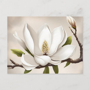 Botanical White Magnolia Postcard