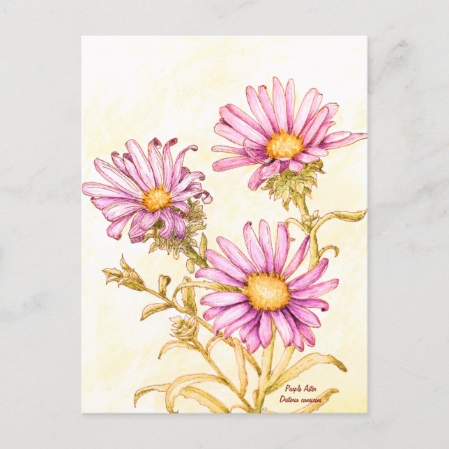 Botanical wildflower watercolor aster postcard (Front)