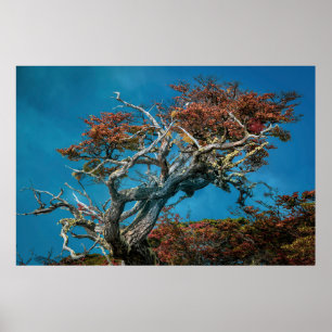 Botanical Wonders of Argentina Poster