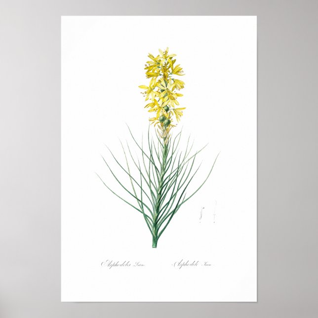 BOTANICAL "YELLOW ASPHODEL" REDOUTÉ POSTER (Front)