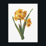 Botanical Yellow Daffodil Postcard<br><div class="desc">Vintage botanical yellow Daffodil flower.</div>